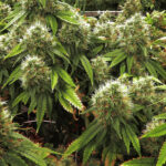 Missouri Amendment 3 2022 legalizing marijuana mortaltech