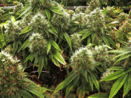 Missouri Amendment 3 2022 legalizing marijuana mortaltech