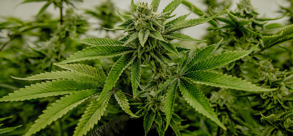 Missouri Amendment 3 2022 legalizing marijuana mortaltech